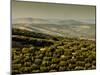 Olive Groves, Zuheros, Near Cordoba, Andalucia, Spain, Europe-Giles Bracher-Mounted Photographic Print