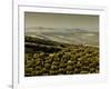 Olive Groves, Zuheros, Near Cordoba, Andalucia, Spain, Europe-Giles Bracher-Framed Photographic Print