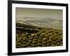 Olive Groves, Zuheros, Near Cordoba, Andalucia, Spain, Europe-Giles Bracher-Framed Photographic Print