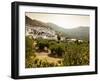 Olive Groves, Zuheros, Near Cordoba, Andalucia, Spain, Europe-Giles Bracher-Framed Photographic Print