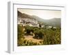 Olive Groves, Zuheros, Near Cordoba, Andalucia, Spain, Europe-Giles Bracher-Framed Photographic Print