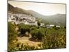 Olive Groves, Zuheros, Near Cordoba, Andalucia, Spain, Europe-Giles Bracher-Mounted Photographic Print