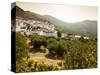 Olive Groves, Zuheros, Near Cordoba, Andalucia, Spain, Europe-Giles Bracher-Stretched Canvas