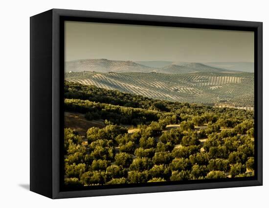 Olive Groves, Zuheros, Near Cordoba, Andalucia, Spain, Europe-Giles Bracher-Framed Stretched Canvas