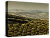 Olive Groves, Zuheros, Near Cordoba, Andalucia, Spain, Europe-Giles Bracher-Stretched Canvas