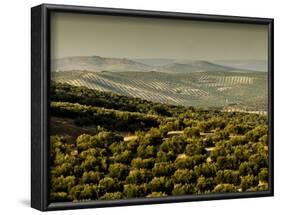 Olive Groves, Zuheros, Near Cordoba, Andalucia, Spain, Europe-Giles Bracher-Framed Photographic Print