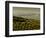 Olive Groves, Zuheros, Near Cordoba, Andalucia, Spain, Europe-Giles Bracher-Framed Photographic Print