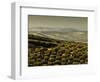 Olive Groves, Zuheros, Near Cordoba, Andalucia, Spain, Europe-Giles Bracher-Framed Photographic Print