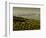 Olive Groves, Zuheros, Near Cordoba, Andalucia, Spain, Europe-Giles Bracher-Framed Photographic Print