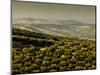 Olive Groves, Zuheros, Near Cordoba, Andalucia, Spain, Europe-Giles Bracher-Mounted Photographic Print