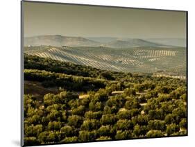 Olive Groves, Zuheros, Near Cordoba, Andalucia, Spain, Europe-Giles Bracher-Mounted Photographic Print