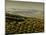 Olive Groves, Zuheros, Near Cordoba, Andalucia, Spain, Europe-Giles Bracher-Mounted Photographic Print