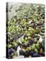 Olive Harvest (Tenuta San Vito, Tuscany, Italy)-Hans-peter Siffert-Stretched Canvas