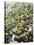 Olive Harvest (Tenuta San Vito, Tuscany, Italy)-Hans-peter Siffert-Stretched Canvas