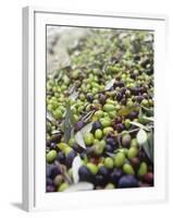 Olive Harvest (Tenuta San Vito, Tuscany, Italy)-Hans-peter Siffert-Framed Photographic Print