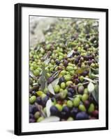 Olive Harvest (Tenuta San Vito, Tuscany, Italy)-Hans-peter Siffert-Framed Photographic Print