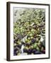Olive Harvest (Tenuta San Vito, Tuscany, Italy)-Hans-peter Siffert-Framed Photographic Print