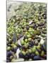 Olive Harvest (Tenuta San Vito, Tuscany, Italy)-Hans-peter Siffert-Mounted Photographic Print