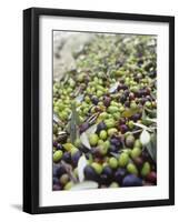 Olive Harvest (Tenuta San Vito, Tuscany, Italy)-Hans-peter Siffert-Framed Photographic Print