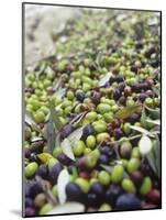 Olive Harvest (Tenuta San Vito, Tuscany, Italy)-Hans-peter Siffert-Mounted Photographic Print