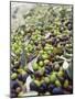 Olive Harvest (Tenuta San Vito, Tuscany, Italy)-Hans-peter Siffert-Mounted Photographic Print