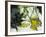 Olive Oil and Green Olives-Christine Gillé-Framed Photographic Print