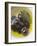 Olive Oil, Black Olives and Olive Leaf in Bowl-null-Framed Photographic Print