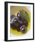 Olive Oil, Black Olives and Olive Leaf in Bowl-null-Framed Photographic Print