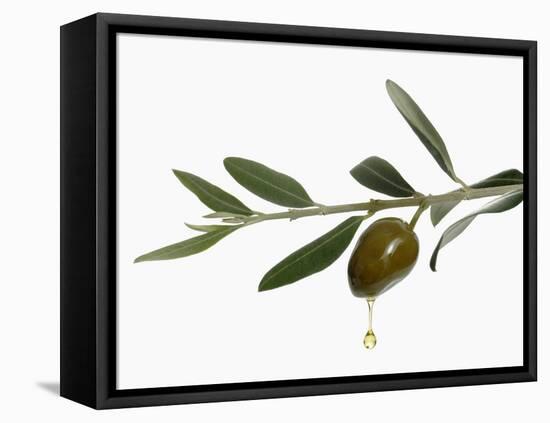 Olive Oil Dripping from Olive on Branch-Kröger & Gross-Framed Stretched Canvas