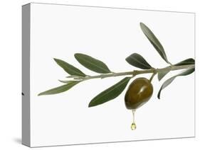 Olive Oil Dripping from Olive on Branch-Kröger & Gross-Stretched Canvas
