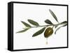 Olive Oil Dripping from Olive on Branch-Kröger & Gross-Framed Stretched Canvas