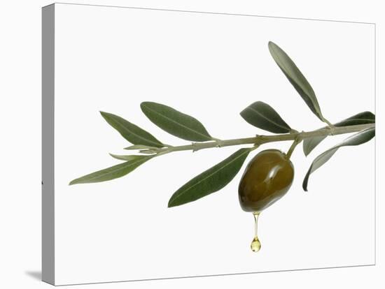 Olive Oil Dripping from Olive on Branch-Kröger & Gross-Stretched Canvas