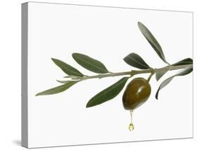 Olive Oil Dripping from Olive on Branch-Kröger & Gross-Stretched Canvas