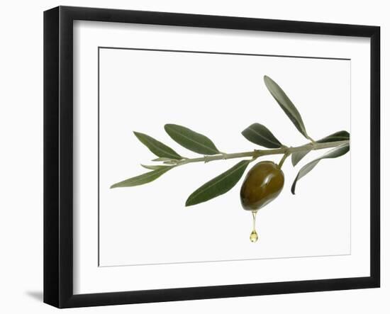 Olive Oil Dripping from Olive on Branch-Kröger & Gross-Framed Premium Photographic Print