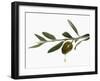 Olive Oil Dripping from Olive on Branch-Kröger & Gross-Framed Premium Photographic Print