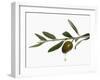 Olive Oil Dripping from Olive on Branch-Kröger & Gross-Framed Premium Photographic Print