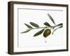 Olive Oil Dripping from Olive on Branch-Kröger & Gross-Framed Photographic Print