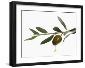 Olive Oil Dripping from Olive on Branch-Kröger & Gross-Framed Photographic Print