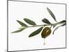 Olive Oil Dripping from Olive on Branch-Kröger & Gross-Mounted Photographic Print