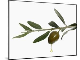 Olive Oil Dripping from Olive on Branch-Kröger & Gross-Mounted Photographic Print