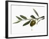 Olive Oil Dripping from Olive on Branch-Kröger & Gross-Framed Photographic Print