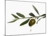 Olive Oil Dripping from Olive on Branch-Kröger & Gross-Mounted Photographic Print