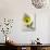 Olive Oil with Olive in Bowl, Olive Branch Beside It-null-Photographic Print displayed on a wall