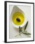 Olive Oil with Olive in Bowl, Olive Branch Beside It-null-Framed Photographic Print