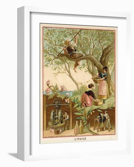 Olive Oil-null-Framed Giclee Print