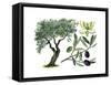 Olive (Olea Europaea)-Giglioli E.-Framed Stretched Canvas