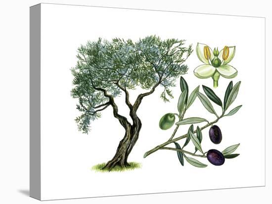 Olive (Olea Europaea)-Giglioli E.-Stretched Canvas