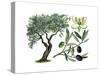 Olive (Olea Europaea)-Giglioli E.-Stretched Canvas