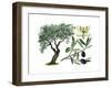 Olive (Olea Europaea)-Giglioli E.-Framed Giclee Print