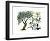 Olive (Olea Europaea)-Giglioli E.-Framed Giclee Print